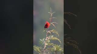 Birds @CrisSunLife #red #birds #nature