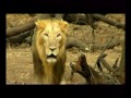 Wildlife - Gujarat. Actor Amitabh Bachchan India Mp3 Song