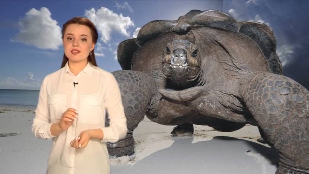 Почему выражение «медленный, как черепаха» в корне неверно