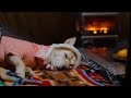 Ref:g9ADRVLfFG4 New year winter camping in the forest cozy wood-stove night with my dog 