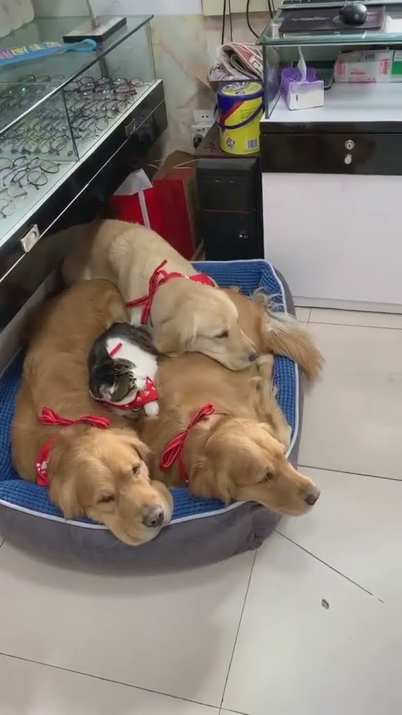 Cat Cuddles With Three Golden Retrievers || ViralHog