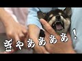 【豆柴ぽてと】初めてのアレを拒否し続けた結果…/Mame Shiba inu【犬 赤ちゃん 大きさ 白黒】