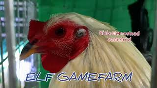 World Gamefowl Expo 2020 ELF GAMEFARM  -  AG POLO PARAISO GAMEFARM  -  JPS SKYBIRD GAMEFARM screenshot 1