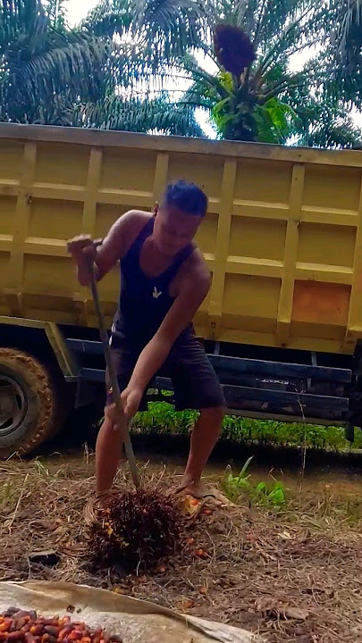 Loading palm fruit onto a truck | This is how I work every day | It doesn't matter if it's day or...