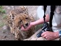 Bonding with Bullet the Cheetah