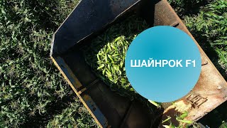 ШАЙНРОК F1 | Овощная усадьба