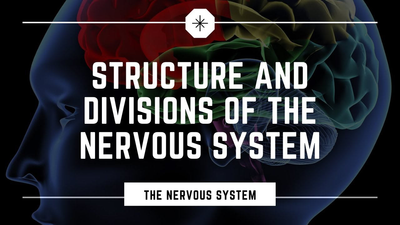 Structure and Divisions of the Nervous System - YouTube