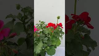 Pretty bloom of Geranium plants! 🌸😍 #iamthegardener #geranium #gardeningflowers