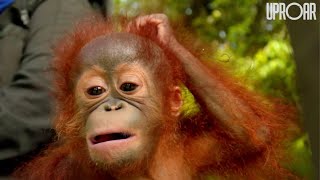 Volunteering with Orangutans in Borneo