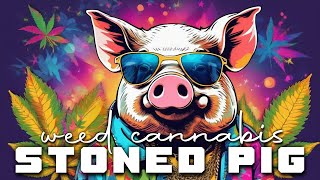 Stoned Pig Weed Cannabis Sativa Indica Mellow Grooves