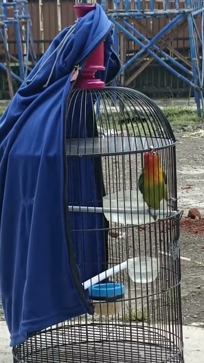 gaskeun #lovebirdfighterdurasi #lovebirdkonslet #lovebirdmania #kicaumanianusantar