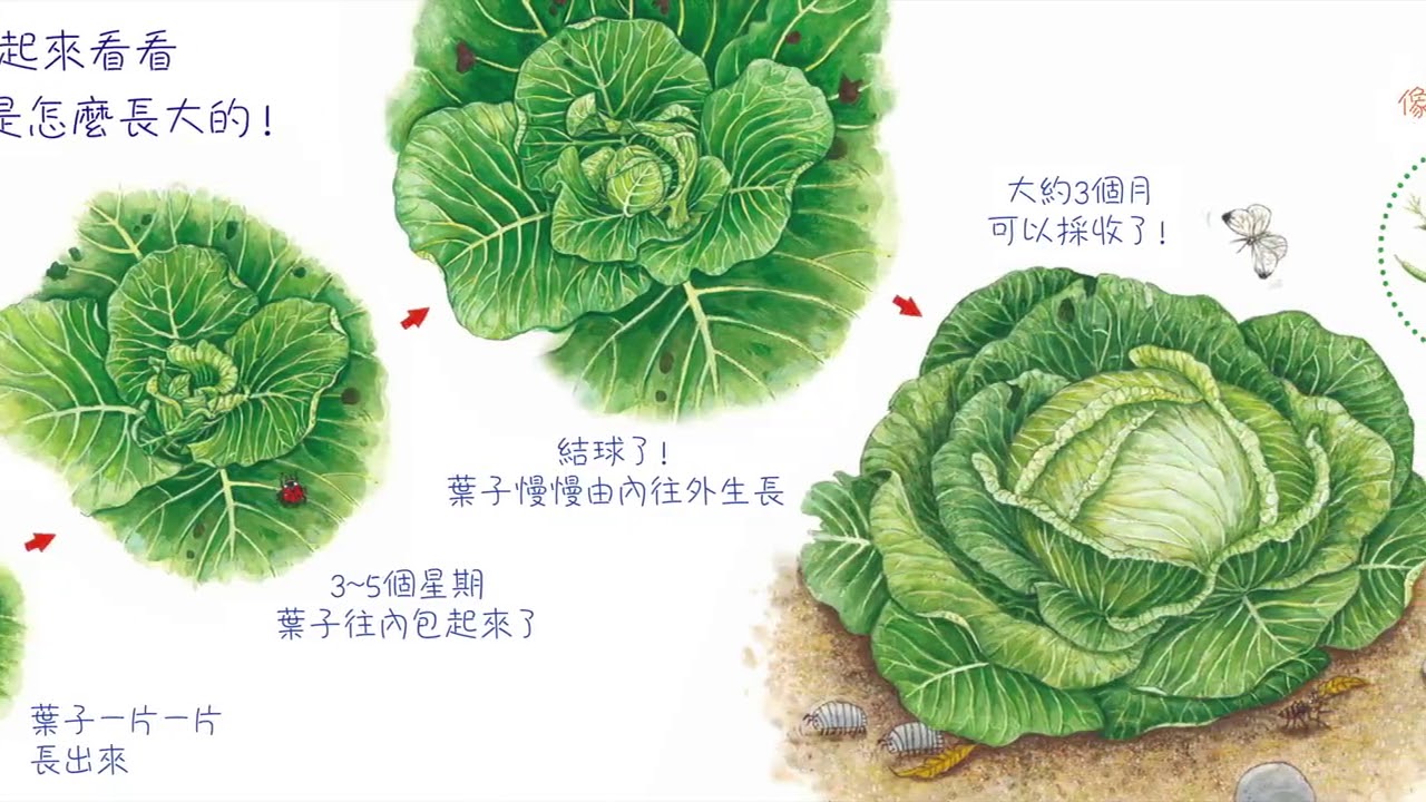 我種了高麗菜 一起走進高麗菜園 Youtube