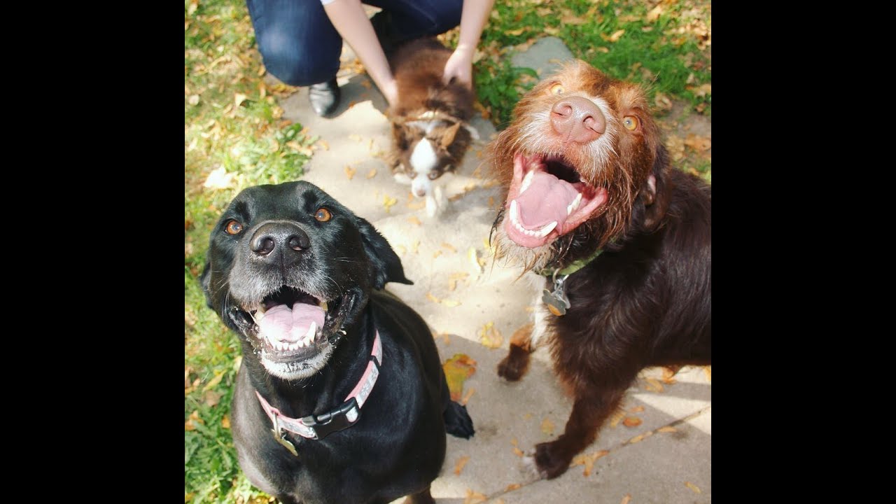 Cute Dogs Saying 'I Love You' YouTube