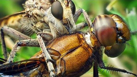 Ruồi Ăn Sâu - Sát Thủ Săn Mồi Bậc Nhất Thế Giới Côn Trùng