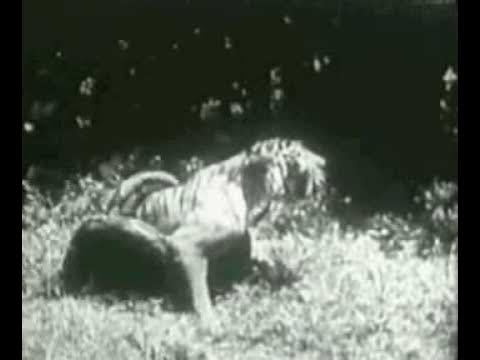 tiger vs python - YouTube