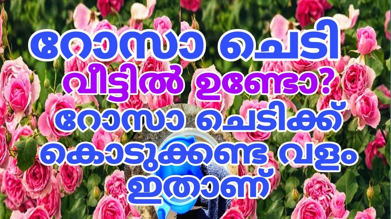 ഒരു കുറ്റിയെങ്കിലും മതി റോസ് തെങ്ങിനിറയാൻ Rose Flowering Tips
