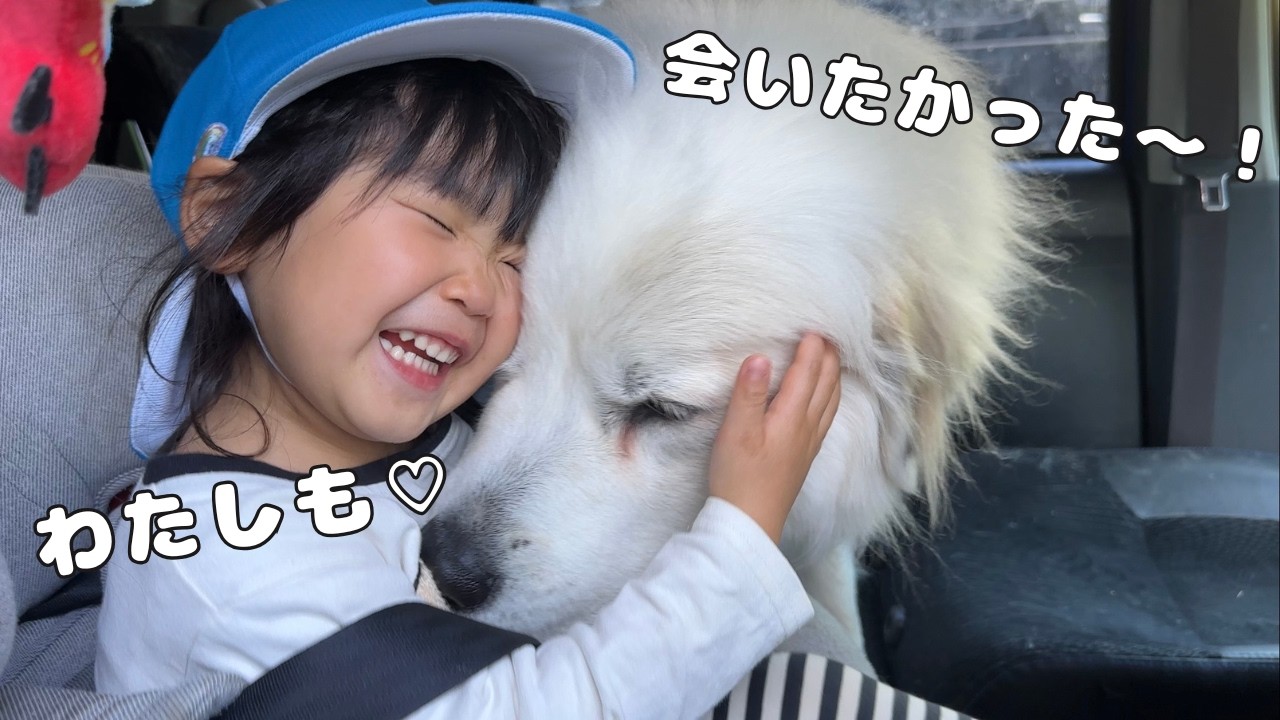 本日お値下げ❗️♥美品！アイリッシュドレスデン♪干支♪犬 　Puppy love 相思相愛】3歳児が保育園に行ってる間ずっと寂しそうだった超大型犬