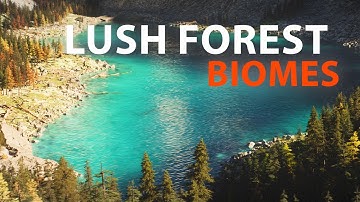Lush Forest Biomes | Houdini 21 #houdini #karma #biomes