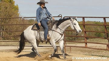 Aint Yo Average Boon - walk, trot, lope, stops! - ValleyViewRanch.net