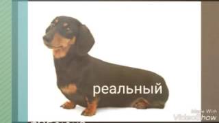 Как бы выглядели в реальной жизне герои мультфильма секреты домашних животных Как бы выглядели в реальной жизне герои мультфильма секреты домашних животных