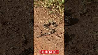 OLHA ESSA COBRA QUE ENCONTRAMOS NA ESTRADA… Jararaca ou Urutu Cruzeiro? #Shorts