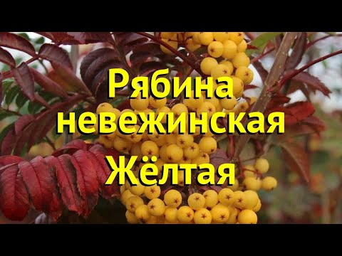 Рябина невежинская Жёлтая. Краткий обзор, описание характеристик sorbus Żółtaja A