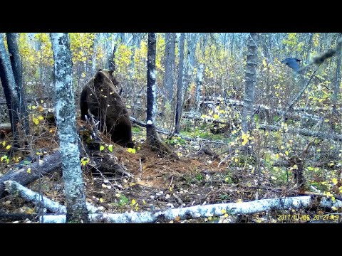 Wideo: Niedźwiedź Roślin. Mity I Legendy O Mieście Tajgi - Alternatywny Widok