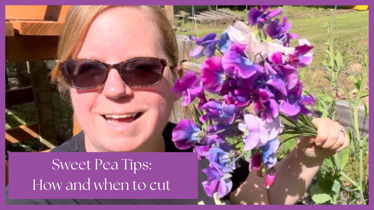 How and When to Cut Sweet Peas for Cut Flowers My Favorite Varieties🌸
