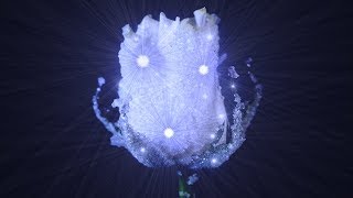 How to Crystallize Flowers ?