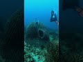 Exploring The Mystical Charms Of Kudat Where Nature Meets Divinity 笨ィ Sabah Underwater Divingtrip Exploring The Mystical Charms Of Kudat Where Nature Meets Divinity 笨ィ Sabah Underwater Divingtrip