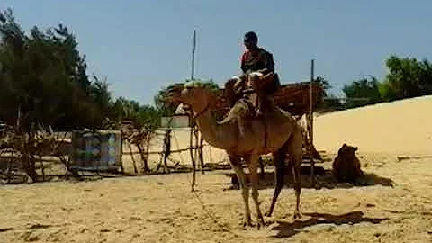 Dromedary Riding in the Sub-Saharan Desert with Ke...