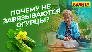 видео: Почему не завязываются огурцы? картинка: Почему не завязываются огурцы?