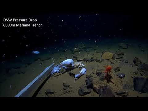 Video: Znanstvenici Su Otkrili Da Se Vode Svih Oceana Slivaju U Mariana Trench. Kamo Ide Voda? - Alternativni Prikaz