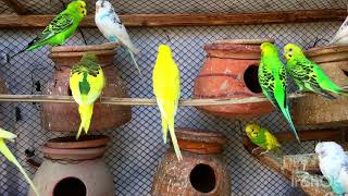 Beautiful Birds sounds nice Budgie #birds #viral