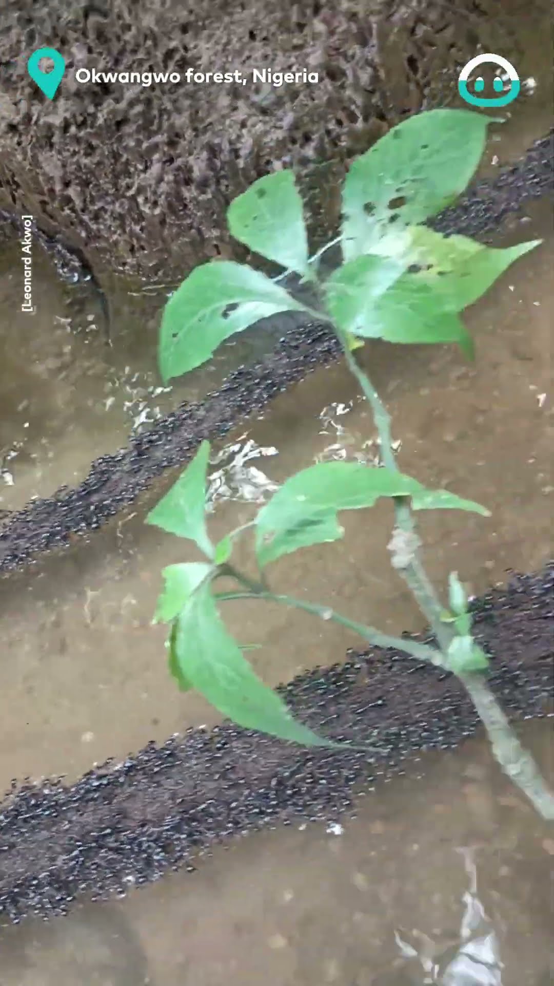 Ants Create A Bridge Across The River || ViralHog