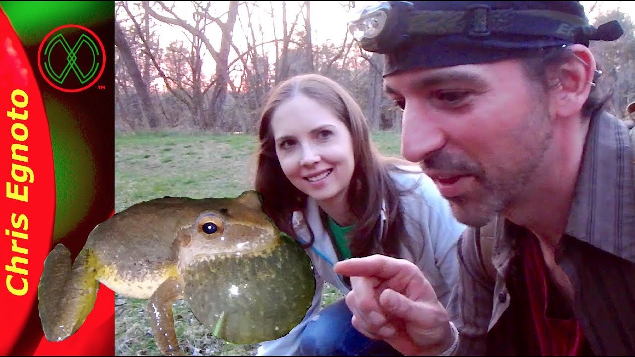 peepers coupon How to Find Spring Peepers - With Bonus Find! (Herping)