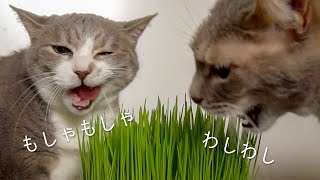 待ちわびた猫草タイムにそわそわする猫達 | #モアクリ Vlog019