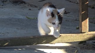 ヤギを追跡中に予想外の事が起きた時の子猫がこちら