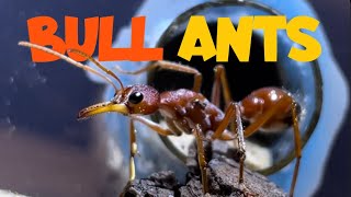 Bull ant tour - Myrmecia