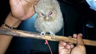 JINAKKAN BURUNG HANTU JENIS CELEPUK JAWA (OTUS BROKEL) CUMA BEBERAPA JAM