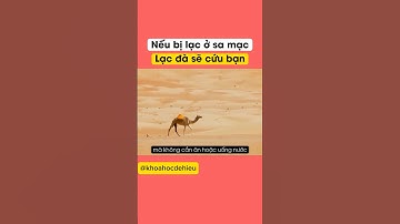 Lạc đà sẽ cứu mạng ở sa mạc #shorts