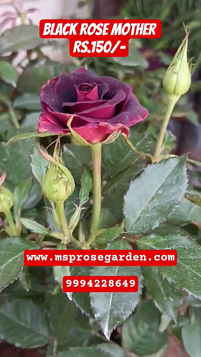 Black RosE Mother Plant Rs.150/- Home Delivery #homedelivery #trendy #rosecaring #blackrose