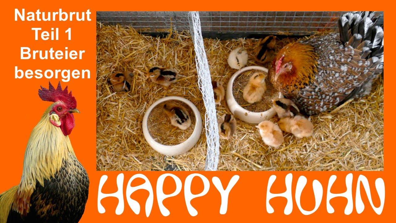 E140 Naturbrut Teil - 1 Brütende Glucke versorgen, Bruteier besorgen, HAPPY HUHN, Proveis-Ultentaler