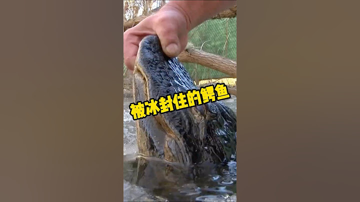 看到被冰封住的鳄鱼一定不要去摸它 #有趣 #科普 #鳄鱼 #动物