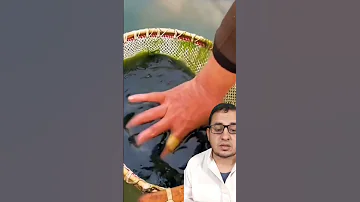 أغرب شخص في العالم يأكل روث الضفادع 