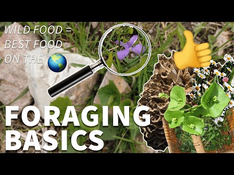 Foraging for Beginners 🌱🍄🌰