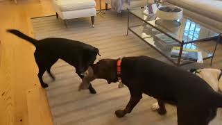 Clarence (black lab) playing with resident dog