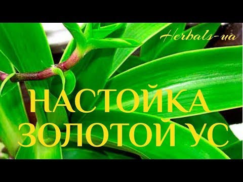 Лечение золотым усом.
