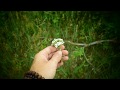 Miniature de la vidéo de la chanson Wild Flower