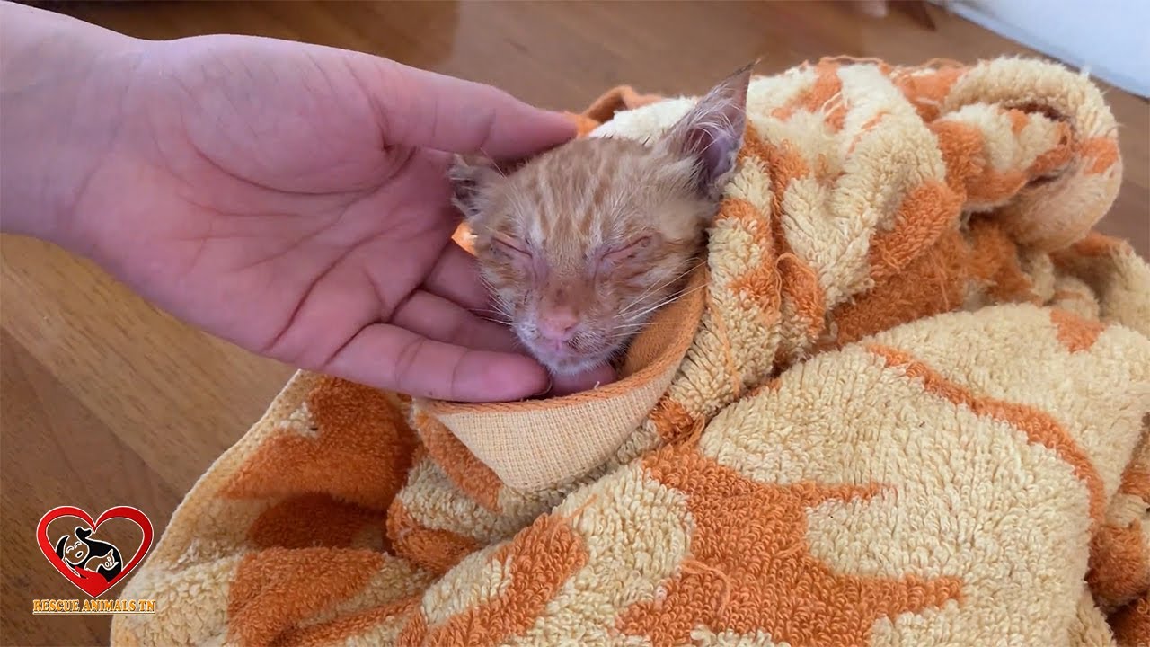First Bath for A Baby Kitten was Chasing by the dog on the street, Baby